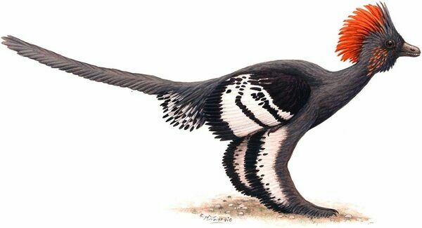 Reconstruction of the plumage color of the Jurassic dinosaur A. huxleyi.  Color plate by M. A. DiGiorgio / Figure 4 from Li et al. 2010